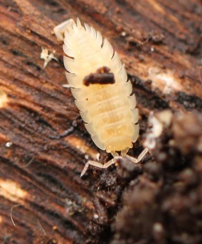 Réf. 199 122 : Oniscus asellus